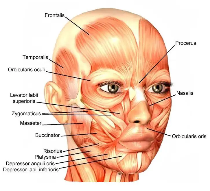 Facial muscle