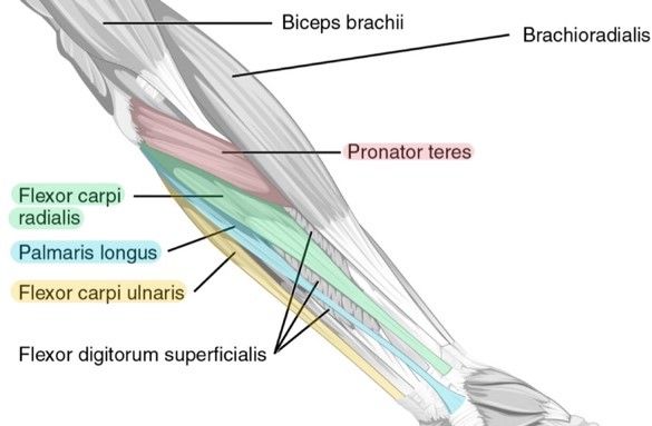 Superficial muscles of the front of the forearm