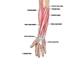 Front of the forearm muscles