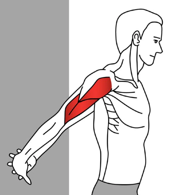Anterior deltoid muscle stretching exercise