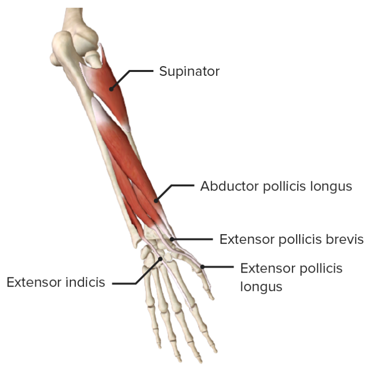 Back Of The Forearm Muscles List, Anatomy, Exercise | Mobile Physio.
