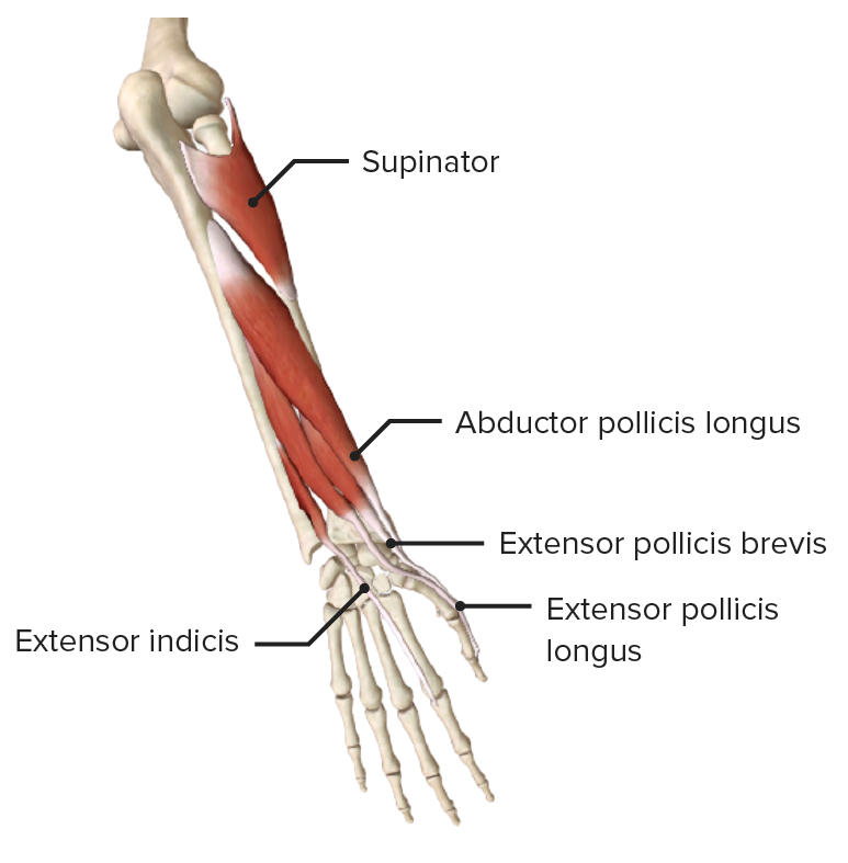 Deep muscle of the back of the forearm