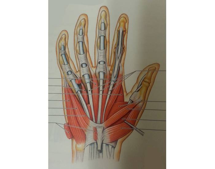 The intrinsic muscles of the hand