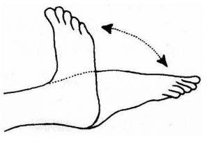 Ankle toe movement