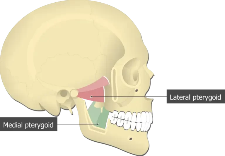 Medial pterygoid muscle