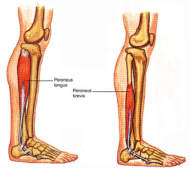 The peroneal muscles