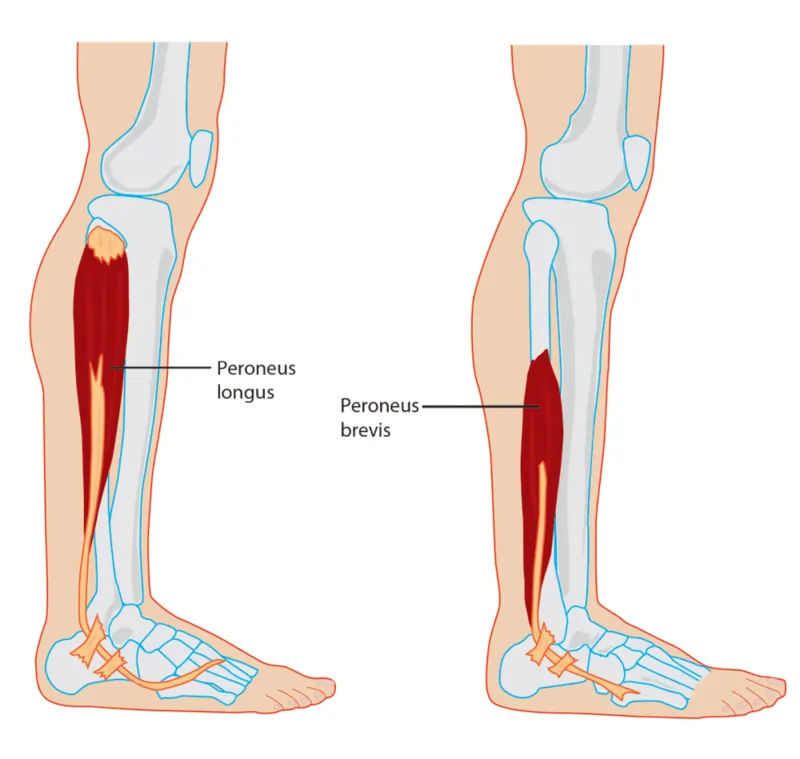 Peroneal muscles