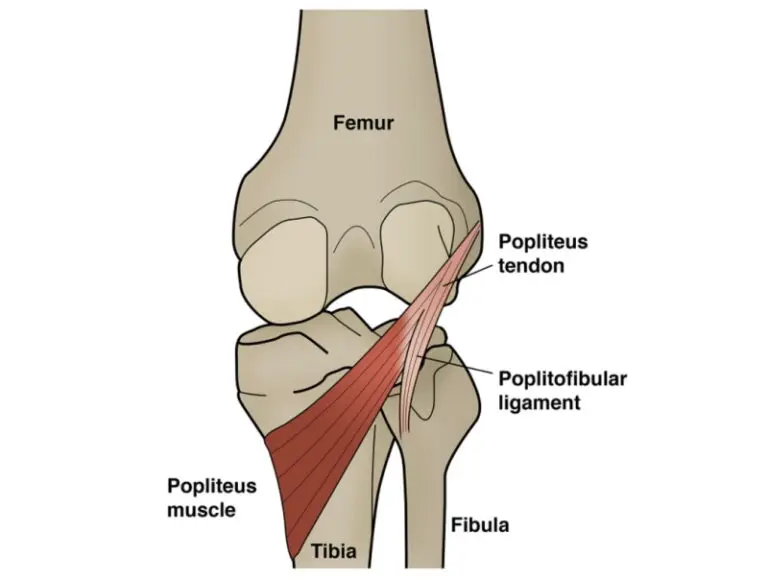 Popliteus muscle