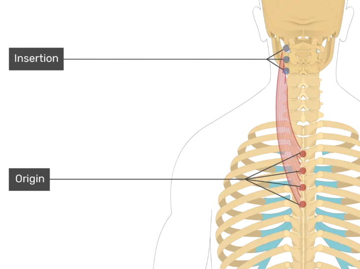 Splenius Cervices muscle