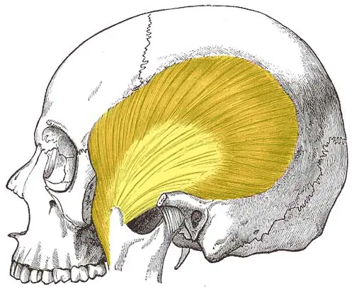 Temporalis muscle