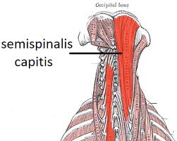 The Splenius Cervices muscle