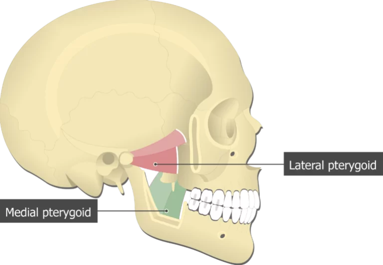 Medial pterygoid muscle Anatomy