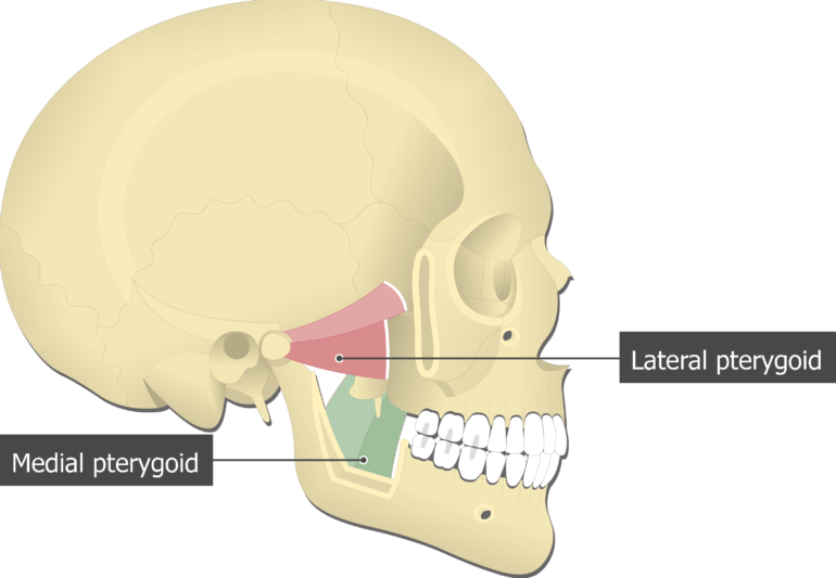 The medial pterygoid