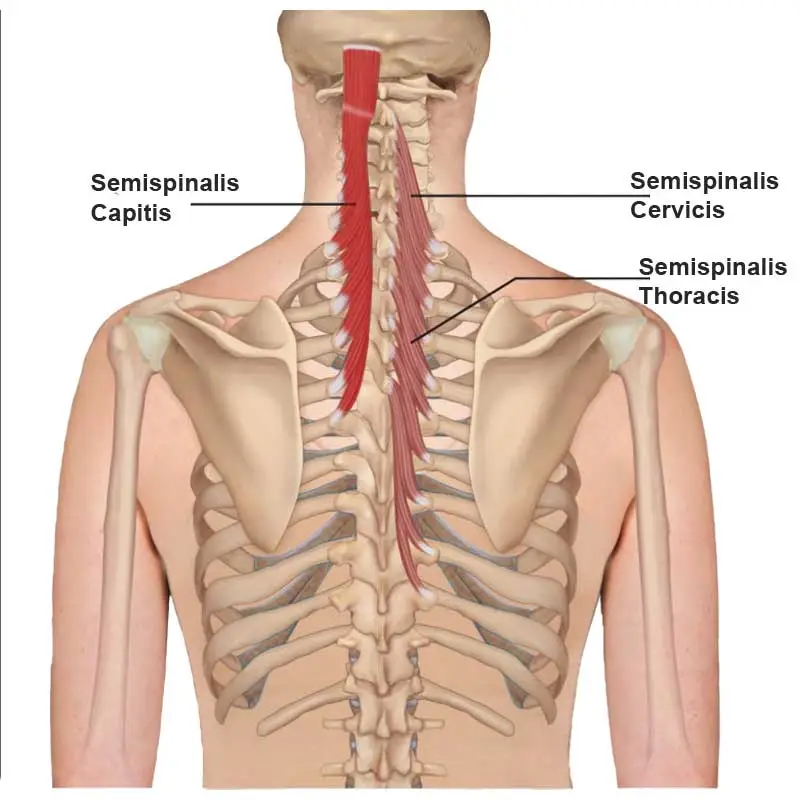 The semispinalis thoracis