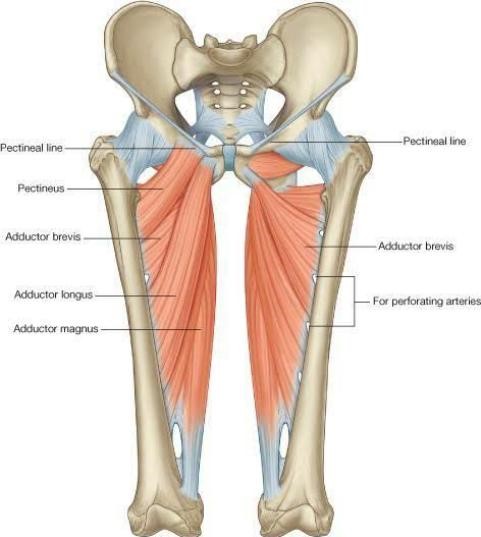 Muscle of the medial side of thigh