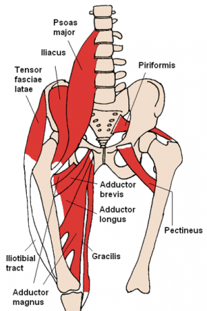 Muscle of medial compartment of the thigh