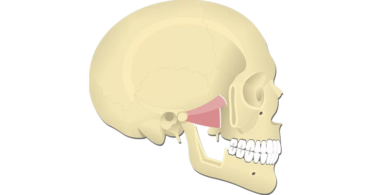 Lateral pterygoid Muscle