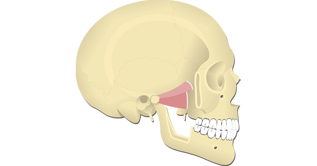 lateral pterygoid