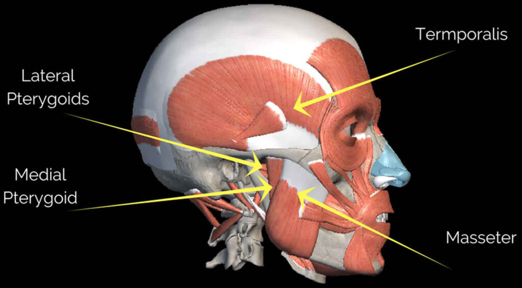 Layer-by-layer depiction of the masseter muscle showing the superficial