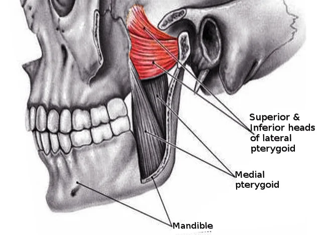 medial pterygoid muscle
