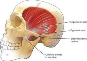 Temporal Muscle Function Temporalis Muscle Anatomy - Origin, Insertion, Function, Exercise