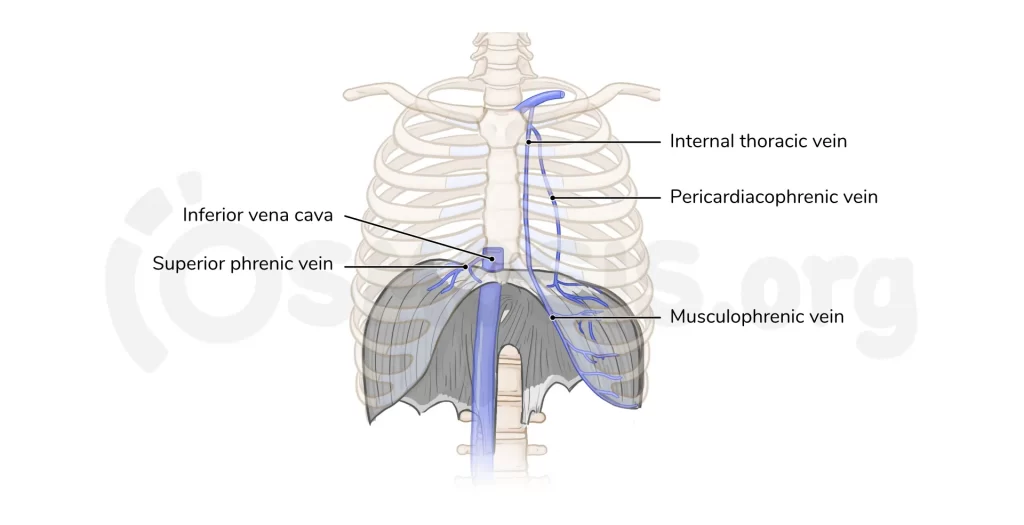 The diaphragm