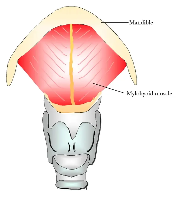 Mylohyoid muscle