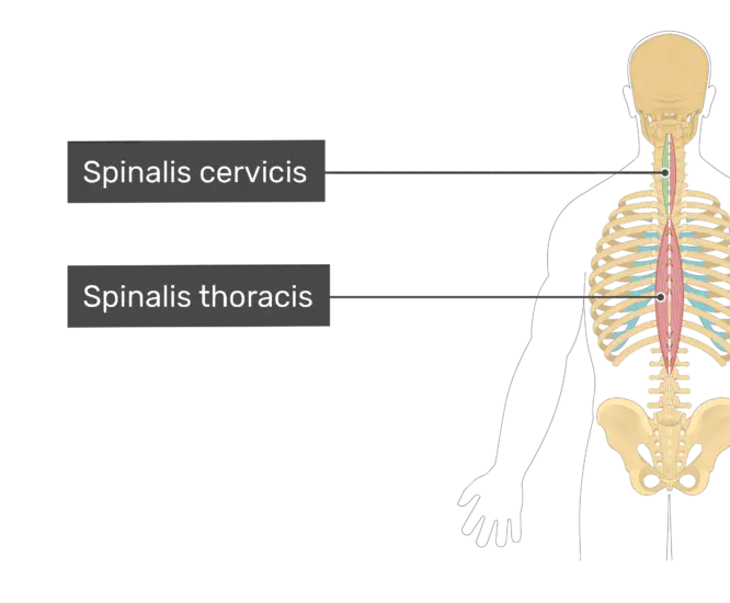 The Spinalis Cervicis