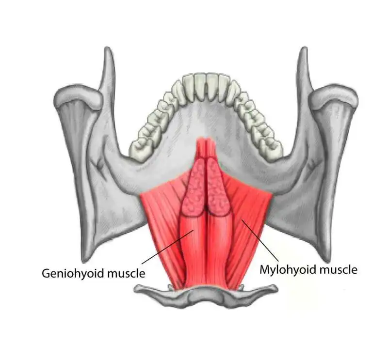 The geniohyoid muscle
