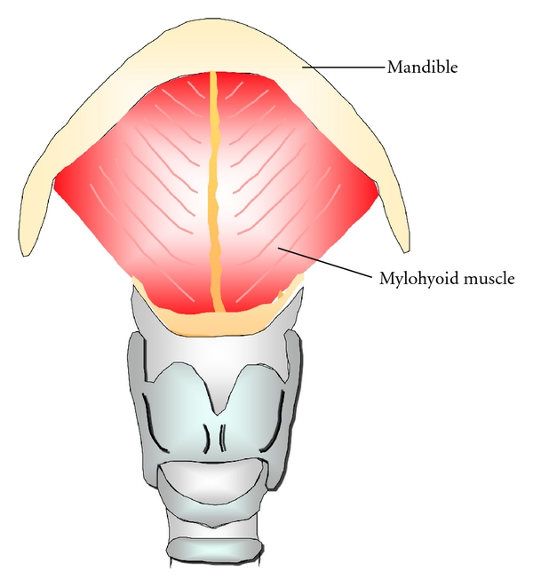 The mylohyoid muscle