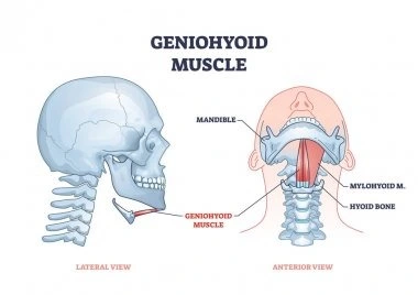 The geniohyoid muscle