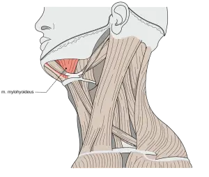 The mylohyoid muscle