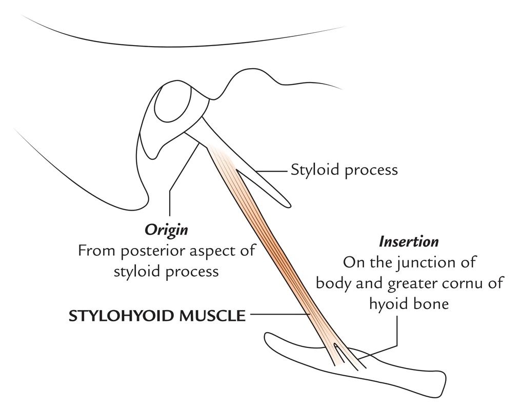 The stylohyoid muscle