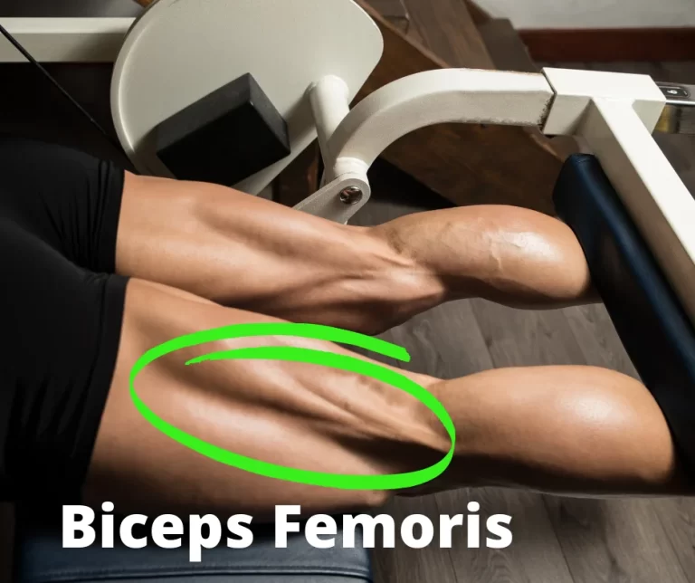 Biceps femoris muscle exercise