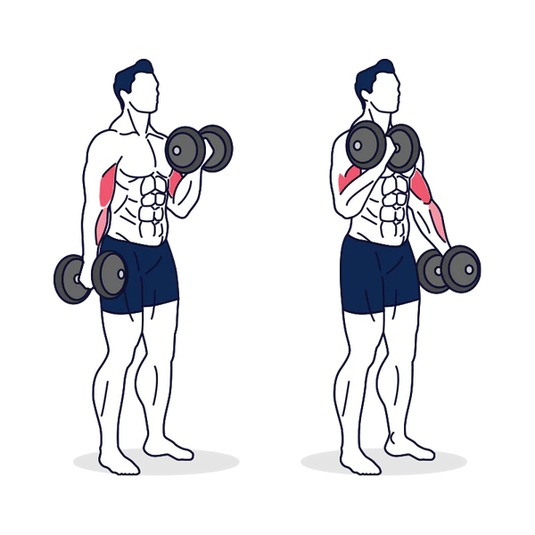 Bicep Curls With Alternating Arms