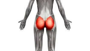 Gluteal muscles exercise