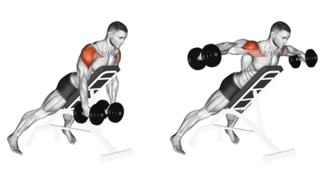 Bent-Over Lateral Raise (Reverse Fly)