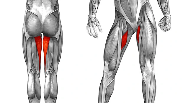 Hip adductors exercise