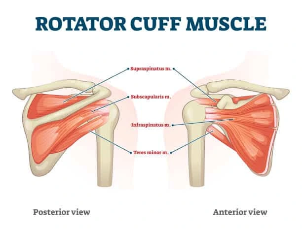 Rotator cuff muscle exercise