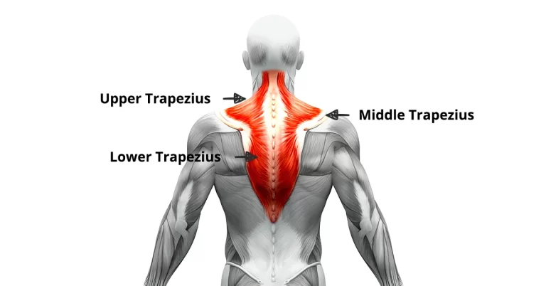 Trapezius muscle exercise
