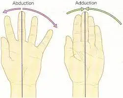 Finger Abduction/Adduction