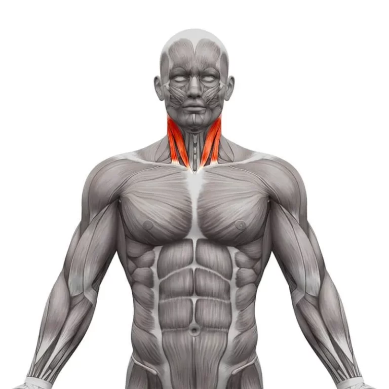 Sternocleidomastoid muscle exercise