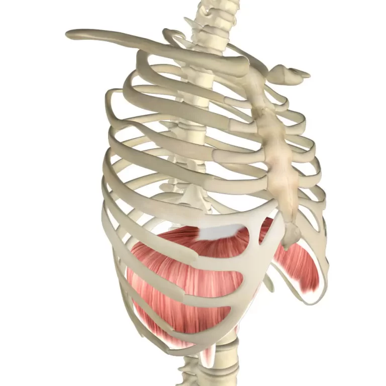 Diaphragm muscle exercise