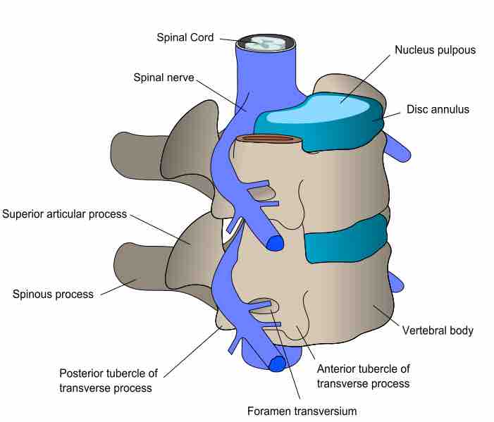 Structure of spine