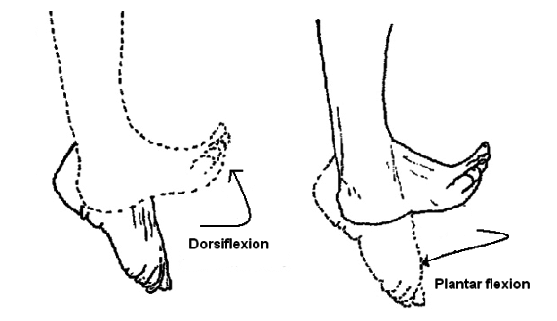 dorsiflexion and plantarflexion