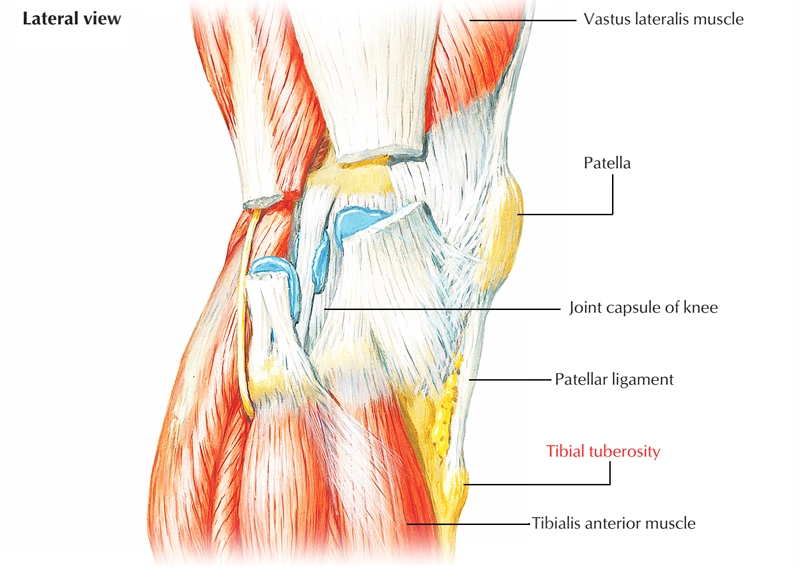 lateral view of tibial tuberosity