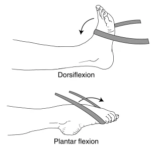 plantarflexion-and-dorsiflexion