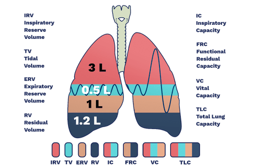 Lung Volume Capacity