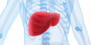 The Liver: Anatomy, and Functions