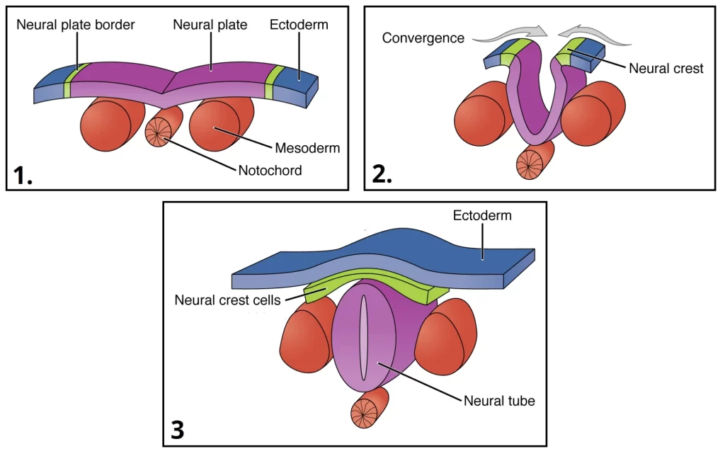 Development of the Central Nervous System
